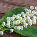 Set 5 Lily of The Valley Bare Roots, Fragrant Spring Flowers for Garden, Patio, and Containers