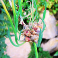 3 Fresh Walking Onion Plant Live for Planting Outdoors, Ready to Plant, 1 Year Old, Well Rooted, Walking Onions Plants
