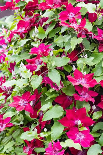 Clematis Vine Plant Live for Planting, Clematis Plants Live, 4 to 6 Inch Tall, 2.5 Inc Pot Well Rooted, Clematis Seeds Perennial, Red Clematis