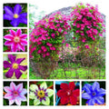 Clematis Vine Plants Live in Pot, 8 Months Old Seedlings Climbing Flowering, Outdoor Trellis Fences, Cold Hardy (Random Clematis)