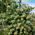 Fragrant Ghost Climbing Honeysuckle Plant Live Vine, Lonicera Perennial Honeysuckle Plants Bushes Shrubs in 2.5 Inch Pot, 5-10" Tall