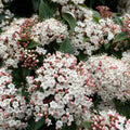Juddi Viburnum Tree Live Plant Shrub in Pot, 8 Months Old Bush Ready to Grow Ready to Grow Outdoor Fragrant, 6-12"