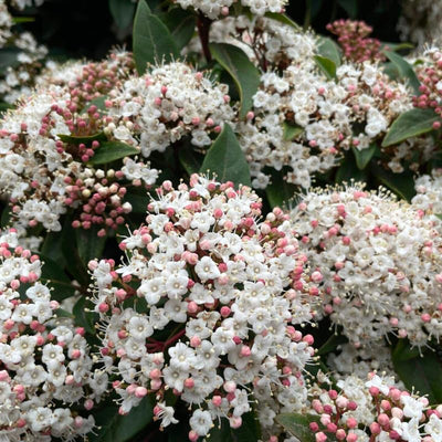 Juddi Viburnum Tree Live Plant Shrub in Pot, 8 Months Old Bush Ready to Grow Ready to Grow Outdoor Fragrant, 6-12"