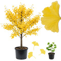 Ginkgo Live Tree, Ornamental Tree, 3-6 Inches Tall