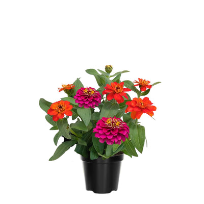 3 Zinnia Plants, Mix Zinnia Flower Plants, 3 to 5 Inc Tall, Live Zinnia Plant, Orange Yellow Flower