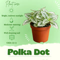 Polka Dot Live Plant, Polka Dot Plant, Small Indoor Plants, 2.5 Inches Pot for Indoor or Outdoor Houseplant (White)