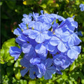 Blue Plumbago Plant Live, Plumbago Flower Live Plants, 4-6 Inches Tall, Tropical Flowering Shrub for Indoor Outdoor Garden