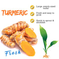 Yellow Turmeric Plant for Planting, 5-9" Fresh Turmeric Live Plant, Curcuma Longa Ginger Root Plants for Srping Planting