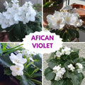 African Violet Live Plant in 4 Inch Pot, Flowering Houseplant, Easy Care Indoor Plant with Vibrant Blooms (White African Violet)