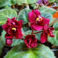 African Violet Live Plant in 4 Inch Pot, Flowering Houseplant, Easy Care Indoor Plant with Vibrant Blooms (Red African Violet)