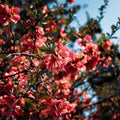 Quince Flowering Plant, Quince Flower Shrub Outdoor Planting, 5 to 7 Inch Tall (Peach)
