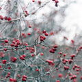 Red Chokeberry Plant Live, 9 Months Old Aronia Plants Shrub Bush, 6 to 12 Inc Plant