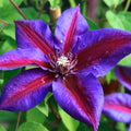 Purple Clematis Vine Plant Live for Planting, Clematis Plant Live in 2.5 Inches Pot, Clematis Flowers Perennial