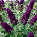 Potted Butterfly Bush Live Plant, 5-9" in Tall, Cold Hardy, Spring Outdoor PlantingBlooms Summer to Fall, Dormant in Winter (Deep Purple Buddleia Plant)