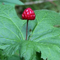 5 Goldenseal Plant Bare Roots Herb Plant Roots for Garden