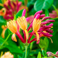 Fragrant Climbing Honeysuckle Plant Live Vine, Lonicera Perennial Honeysuckle Plants Bushes Shrubs for Planting