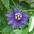 2 Abundant Bloom Deepr Curly Purple Passion Flower Plants Live, Passiflora Live Plant for Trailing, Climbing Trellis Outdoor, 5-9" in Tall, Perennial, Fragrant