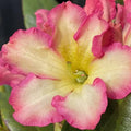 1-2 Feet Rhododendron Plants Live Bush Shrubs in 1 Gallon Pot for Planting, Azalea Bush Ready Plant, Live Rhododendron Plant Azalea (Creamy White Yellow Pink)
