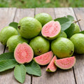 Guava Tree Live Plant 6-9” Tall, Tropical Guava Seedling for Garden and Container Growing (Pink Guava)