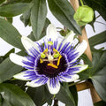 2 Abundant Bloom Blue Passion Flower Plants Live, Passiflora Live Plant for Trailing, Climbing Trellis Outdoor, 5-9" in Tall, Perennial, Fragrant