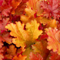Cherry Heuchera Plant Shrubs Live Perennial, Coral Bells Plant Live 2.5 Inch Pot, Shade Heucherella Plant