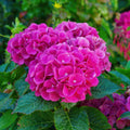 Hydrangea Live Plant in 2.5 Inc Pot, Hydrangea Tree Shrub Bush Perennial Outdoor Planting, Change Color Each Season (Purple to Pink to Blue)