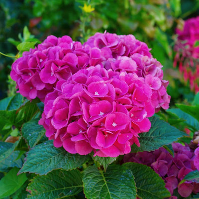 Hydrangea Live Plant in 2.5 Inc Pot, Hydrangea Tree Shrub Bush Perennial Outdoor Planting, Change Color Each Season (Purple to Pink to Blue)