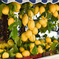 Live Meyer Lemon Tree, Potted Citrus Plant, 3-5 Inches Tall