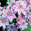 Clematis Vine Plant Live for Planting, Clematis Plants Live, 4 to 6 Inch Tall, 2.5 Inc Pot Well Rooted, Clematis Seeds Perennial, Pink Clematis