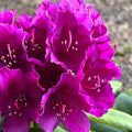 Big 1 Gallon Purple Rhododendron Plants Live, 1-3 Years Old Azalea Plants Live Shrubs Bushes for Planting, Very Well Rooted