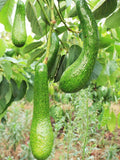 2-3Ft Large Avocado Tree Fruit Live Plant, Grafted Long Neck Avocados Trees Plants in 3 Gallon Pot, Tree Plant, 24-36 Inches in Tall