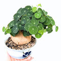 Hardy Stephania Cephalantha Plant, in 3.5" Pot, Caudex with Growth Starter, Unique Rare Succulent Vine Houseplant for Pots and Displays