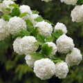 Old Fashion Snowball Viburnum Plant White Viburnum Shrub in 4 Inch Pot Viburnum Highbush Starter Plant