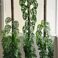 2 Monstera Plants Live, Live Monstera Plants, Swiss Cheese Plant Live Indoor, 4 to 5 Inc Tall