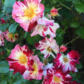 Rose Plant Live, Fragrant Reblooming Roses Flowers for Landscape Planting (Fourth of July Rose), in Pot