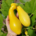 3 Squash Plants Live, Yellow Squash Plant, 4 to 6 Inc Tall Vegetable Plant Pot Starter Plant