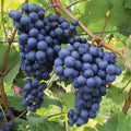 Grape Vine Live Plant to Grow 1-2 Year Old, Sweet Grape Plant Live for Growing, Grape Fruit Well Rooted Plant Bareroot (Concord Grape)