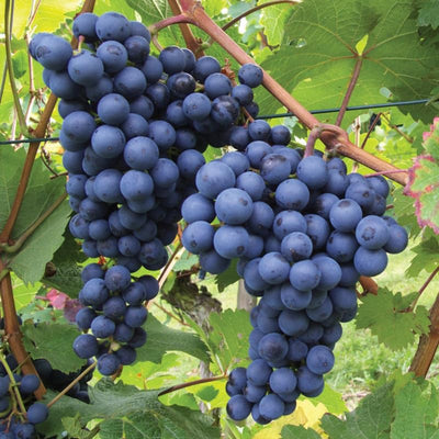 Grape Vine Live Plant to Grow 1-2 Year Old, Sweet Grape Plant Live for Growing, Grape Fruit Well Rooted Plant Bareroot (Concord Grape)