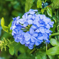 3 Plumbago Plants Live, Plumbago Live Plant, Perennial Flower Gardening for Patio Garden, 3-5'' (Blue)