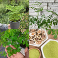 Moringa Seedling Tree Live Plant, High Yielding Moringa Oleifera Plant in 4" Pot, 6-8 Inches in Tall Well Rooted, Malunggay Dormant in Winter