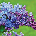 Deep Lilac Bushes Ready to Plant, Dormant Syringa Lilac Tree Live Plant, Springtime Blooms Soft Color in 4" Pot
