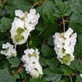 White Oakleaf Hydrangea Bush Plant Tree Live Shrub in Pot, Starter Plant 4 to 9 Inches, Hydrangea Tree, Dormant, Change Color Blooms