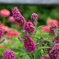 Butterfly Bush Plant, Fragrant Buddleia Shub, Spring-Flowering Butterfly Bush 5-8 Inches (Pink)