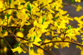 1 Lynwood Gold Forsythia Plant Live, Yellow Forsythia Shrub Golden Bells, in 4" Pot, 6-12" Tall