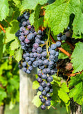 1 Blue Grape Vine Plants, 1-2 Year Old Bareroot, Purple Blue Grape Plants Live for Planting, Grape Fruits Trees Live Plants