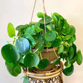 Money Plant, 02 Pilea Peperomioides Plants Live for Garden, House Plant, Money Live Plant from 5 to 8 Inches Tall Seedling