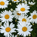 Daisy Flower Plant, White Daisy Plant Live Pot, Live Daisy Plant, 2.5 Inc Potted for Growing Indoor Outdoor