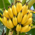 Live Dwarf Cavendish Banana Plant, Tropical Fruit Tree