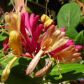 Fragrant Climbing Honeysuckle Plant Live Vine, Lonicera Perennial Honeysuckle Plants Bushes Shrubs for Planting