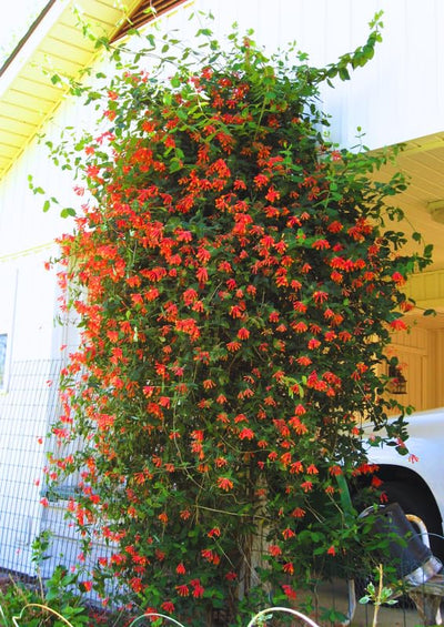 Major Wheeler Climbing Honeysuckle Plant Live, Fragrant Honeysuckle Plants Vine Bushes in 2.5 Inch Pot